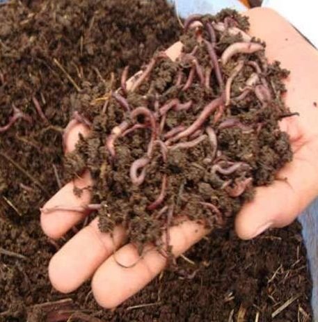 Earthworm Compost