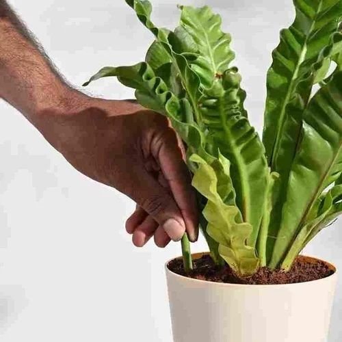 Plant Growth Enhancer Fertilizer