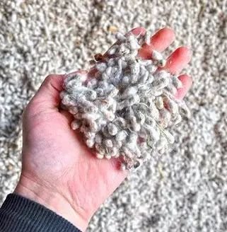 Dried Cotton Seeds