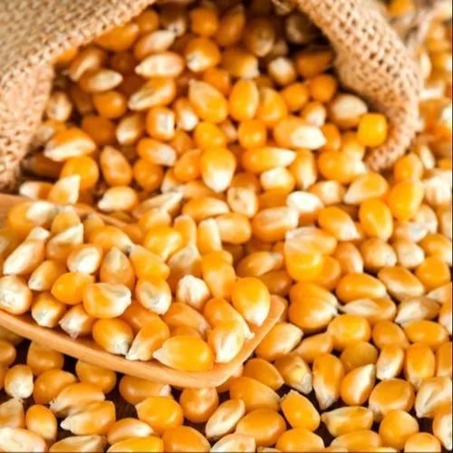 Yellow Maize Seeds