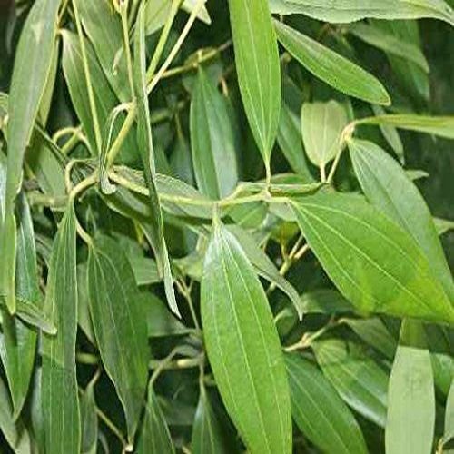 Bay Leaves