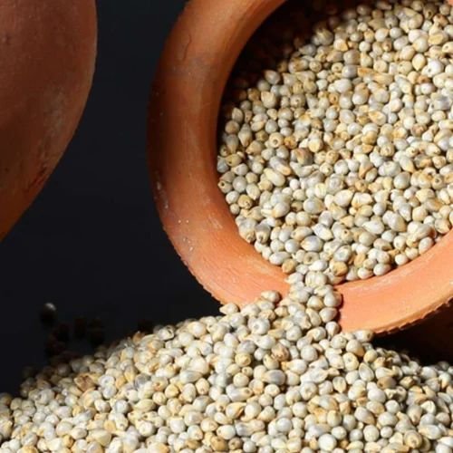 Hybrid Pearl Millet