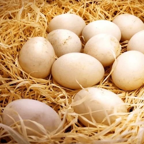 Fresh White Egg
