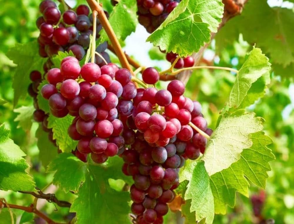 Red Crimson Grapes