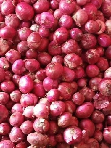 Maharashtra Fresh Red Onion