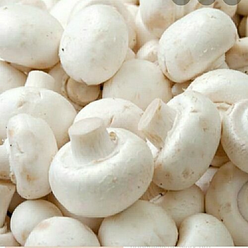 Fresh Button Mushroom