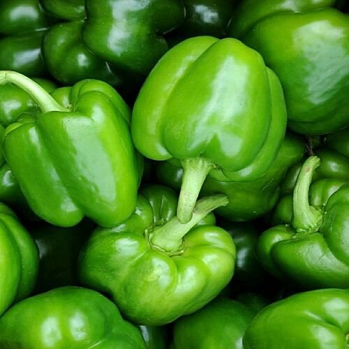 Fresh Green Bell Pepper