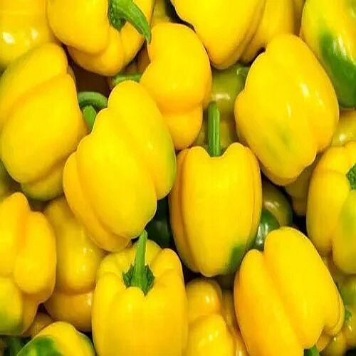 Fresh Yellow Bell Pepper