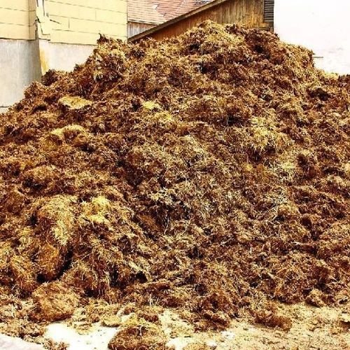Raw Cow Dung