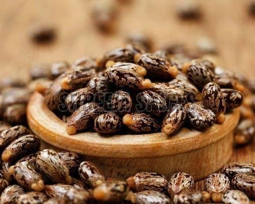 Hybrid Castor Seeds
