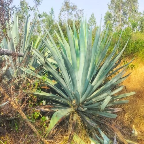 Green Agave Americana Plant