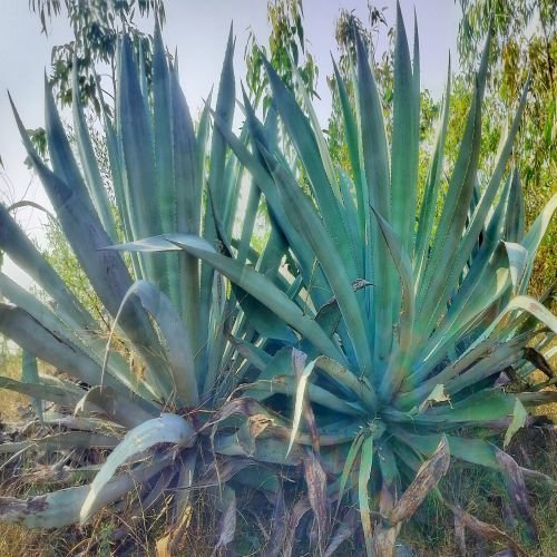 Well Drained Agave Americana Plant