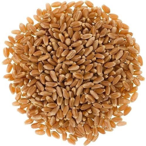 LOK 1 Wheat Seeds