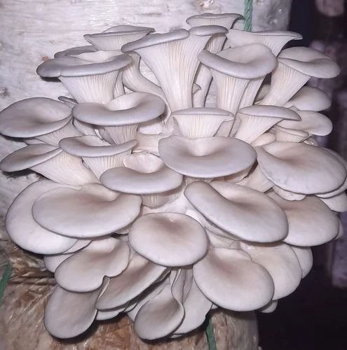 White Oyster Mushroom