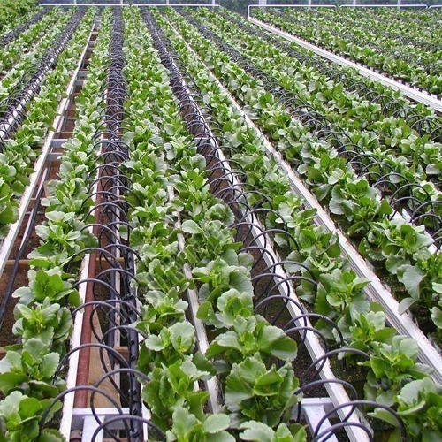 Drip Irrigation System