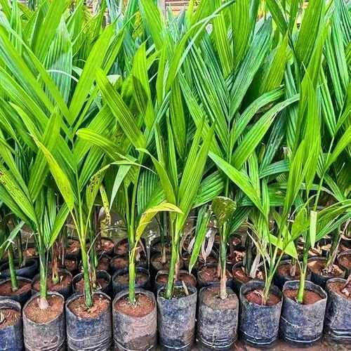 Betel Nut Fruit Plant