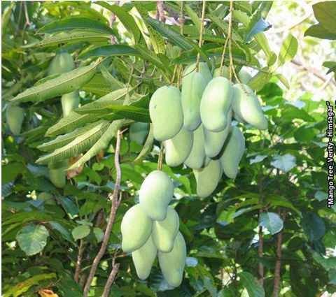 Himsagar Mango Plant