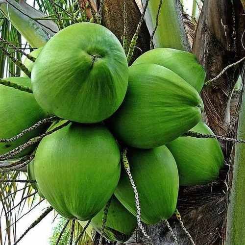 Hybrid Coconut Tree Plant