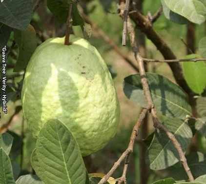 Hybrid Gauva Fruit Plant