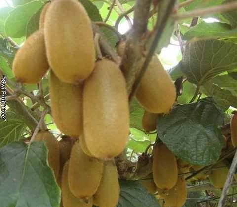 Kiwi Fruit Tree Plant