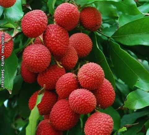 Litchi Fruit Plant