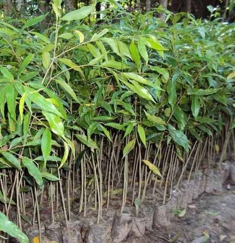 Natural Agarwoods Plant
