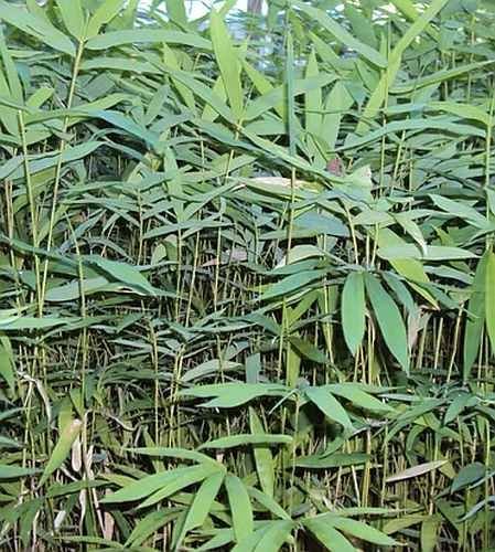 Natural Bamboo Plant