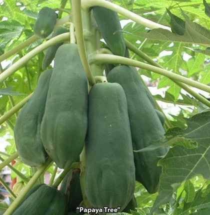 Papaya Fruit Plant