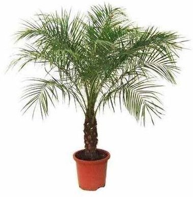 Phoenix Roebelenii Palm Plant