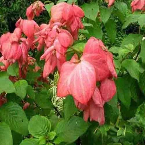 Pink Mussaenda Flower Plant