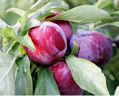 Plum Fruit Plant