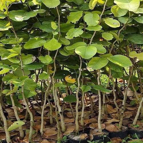 Red Sandal Wood Plant
