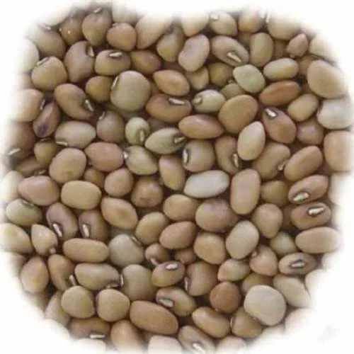 A Grade Cowpea Seed