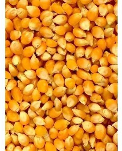Natural A Grade Maize Seed