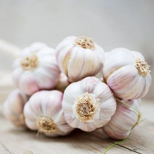 Fresh White Garlic