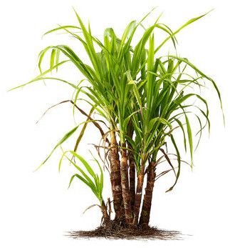 Fresh Sugarcane Plant