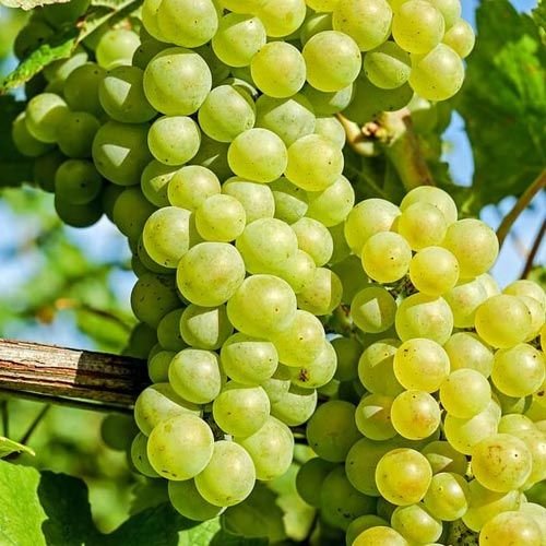 A Grade Fresh Green Grapes