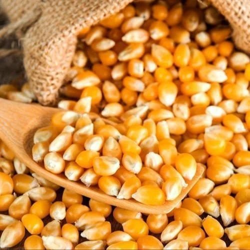 Dried Maize Seeds