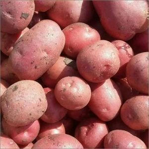 Fresh Lady Rosetta Potato