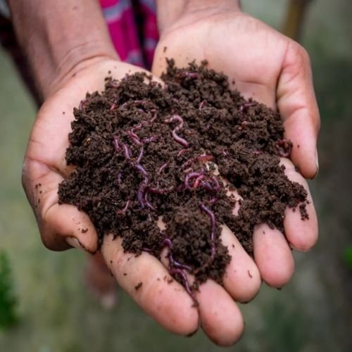 Organic Vermicompost Fertilizer