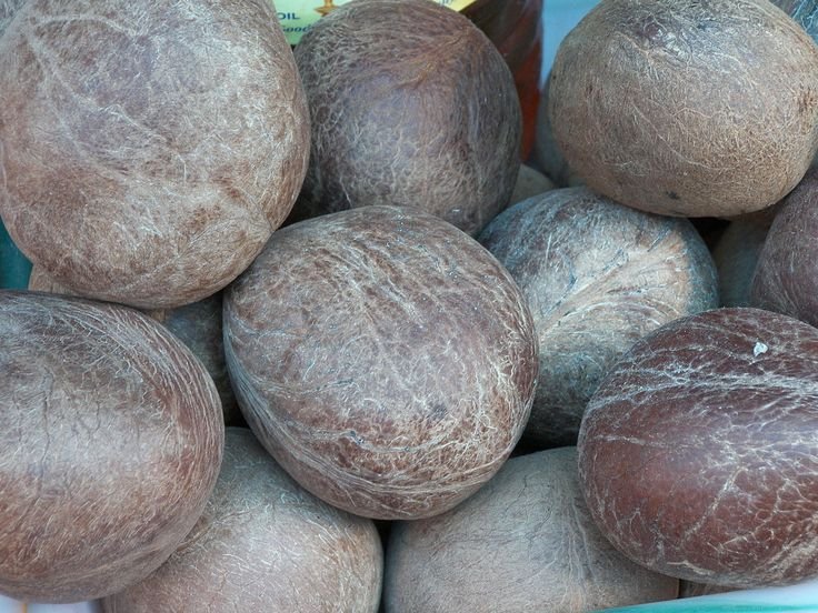 Brown Dried Whole Coconut