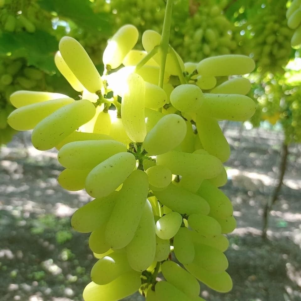 Fresh Seedless Green Grapes