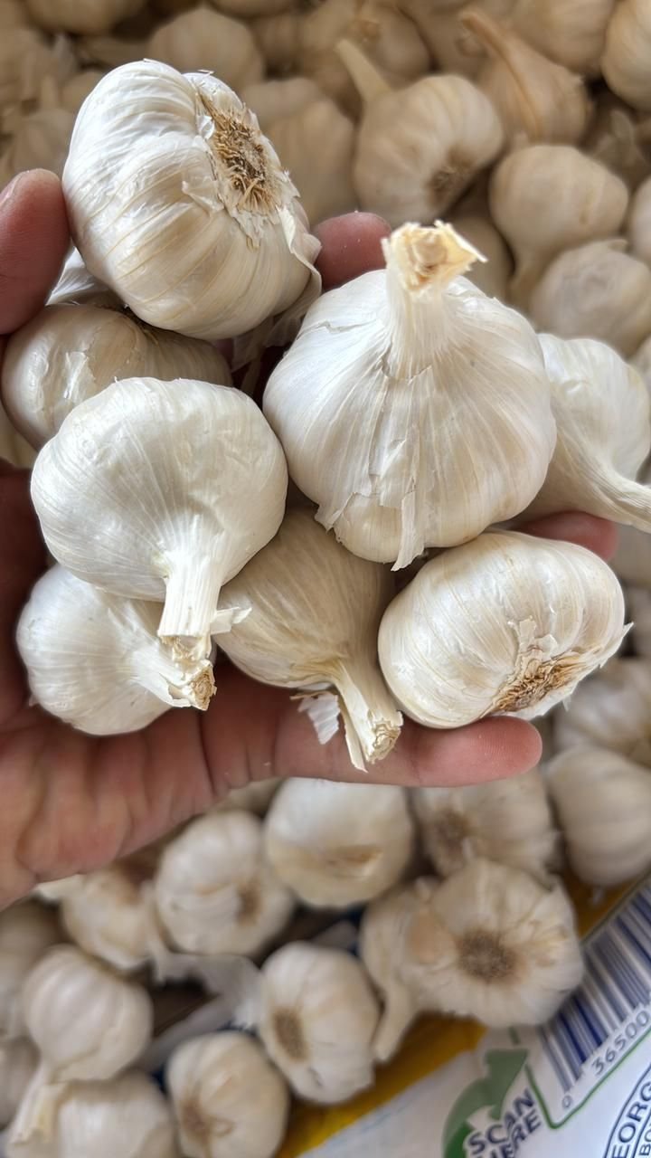 Organic Garlic