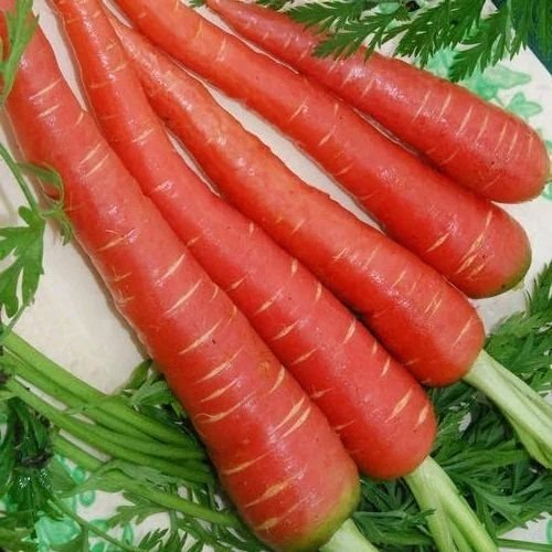 Fresh Red Carrot