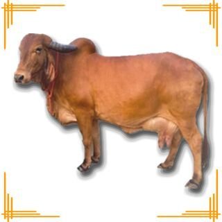 Live Gir Cow