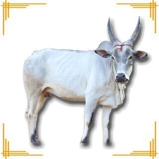 Live Kangayam Cow
