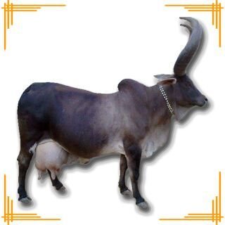 Live Kankrej Cow