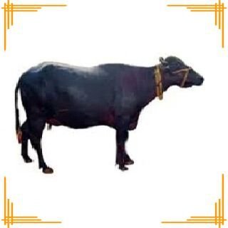 Live Murrah Buffalo