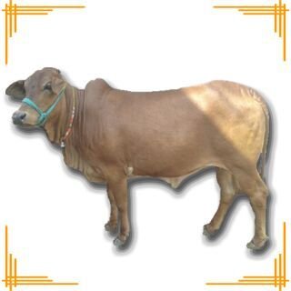 Live Sahiwal Bull