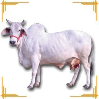 Live Tharparkar Cow